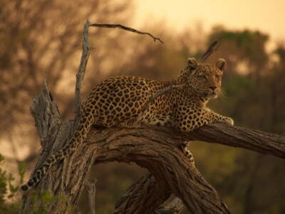 Leopard : Moremi, Botswana