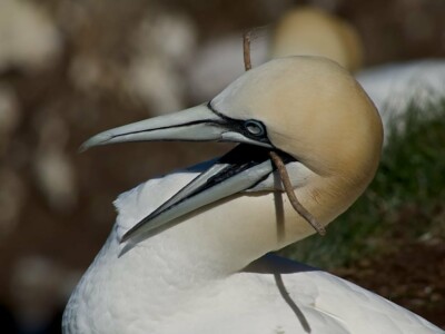 Gannet - Tooth Pick