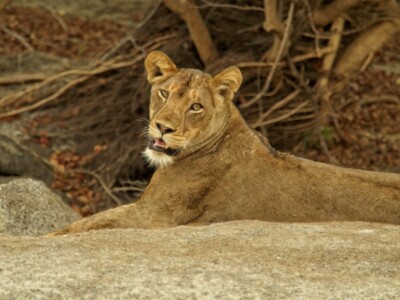Lion : Kafue, Zambia