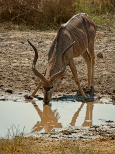 Kudu : Moremi, Botswana.