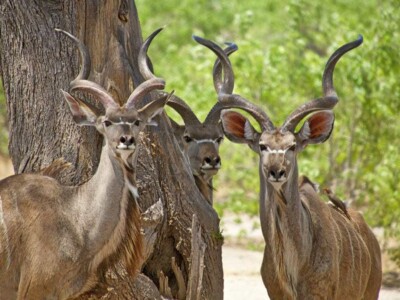 Kudu : Moremi, Botswana.