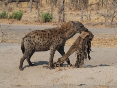 Scavenging Hyena - Botswana