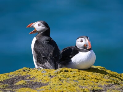 Puffins on the Isle of May