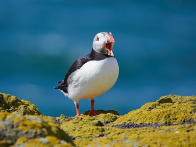 Puffins on the Isle of May