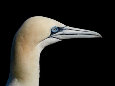 Gannets at RSPB Troup Head