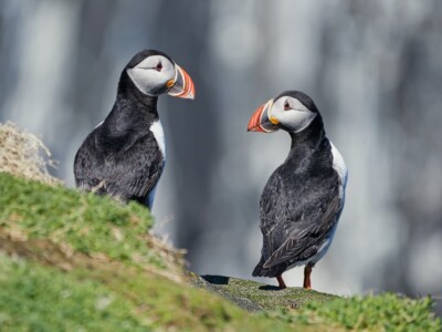 Puffins on the Isle of May
