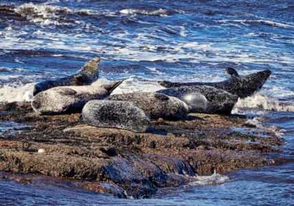 Portgordon Seals