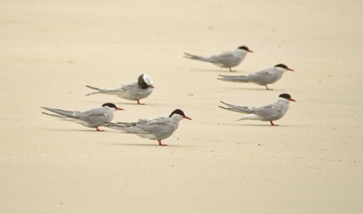 Arctic Terns : Isle of Harris