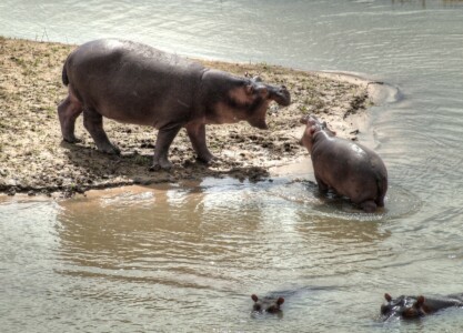 Hippos : Selous Tanzania