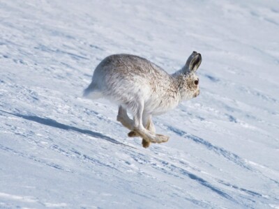 Mountain Hare. The Cairngorms, Scotland